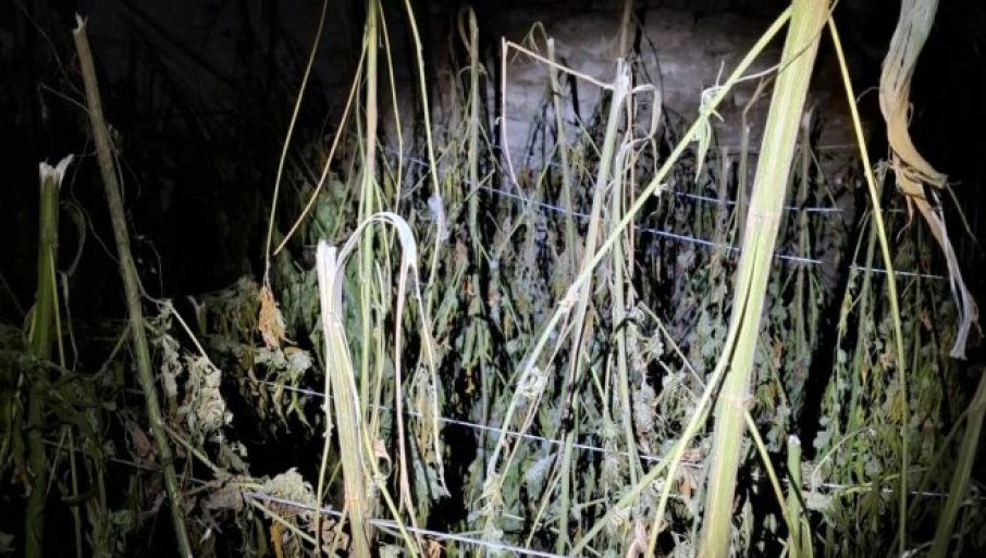 AKCIJA POLICIJE KOD LOZNICE: Zaplenjeno 356 kilograma marihuane
