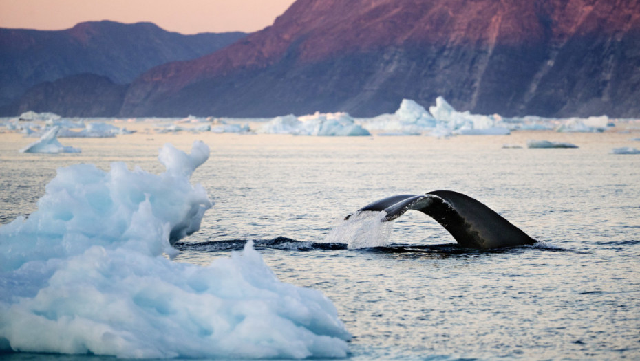 Dronovi otkrili smrtonosni virus u mlaznicima kitova