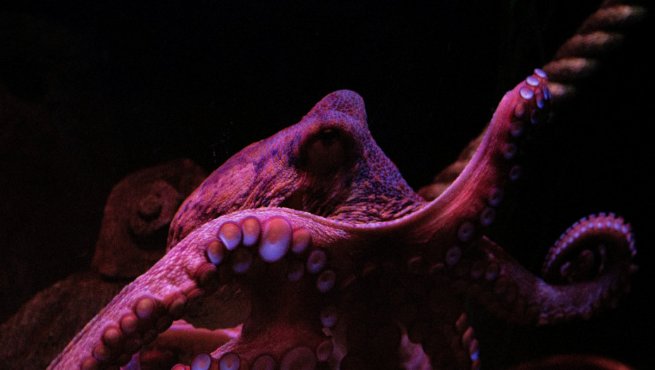 Rekordan broj hobotnica kod južnih obala Engleske