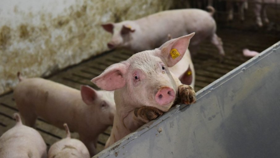 Veterinar i vlasnik gazdinstva ugrozili skoro 20 ljudi