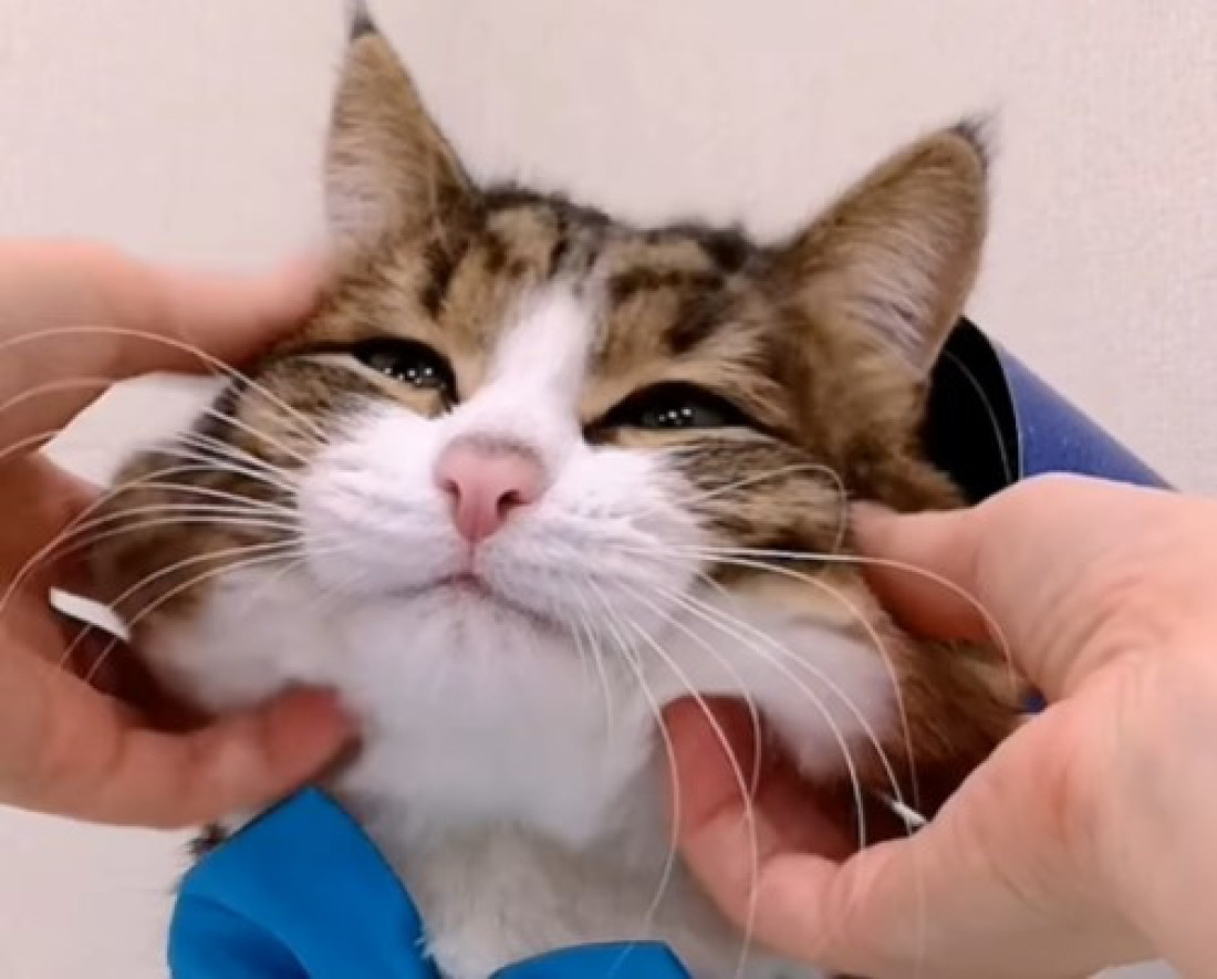 Mačak Feliks pronađen posle šest godina