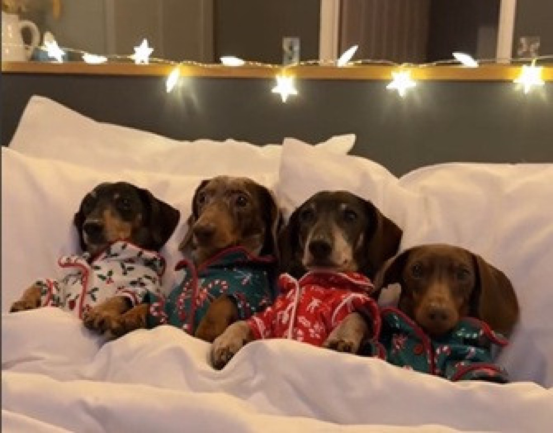 Pospani jazavičari u pidžamama