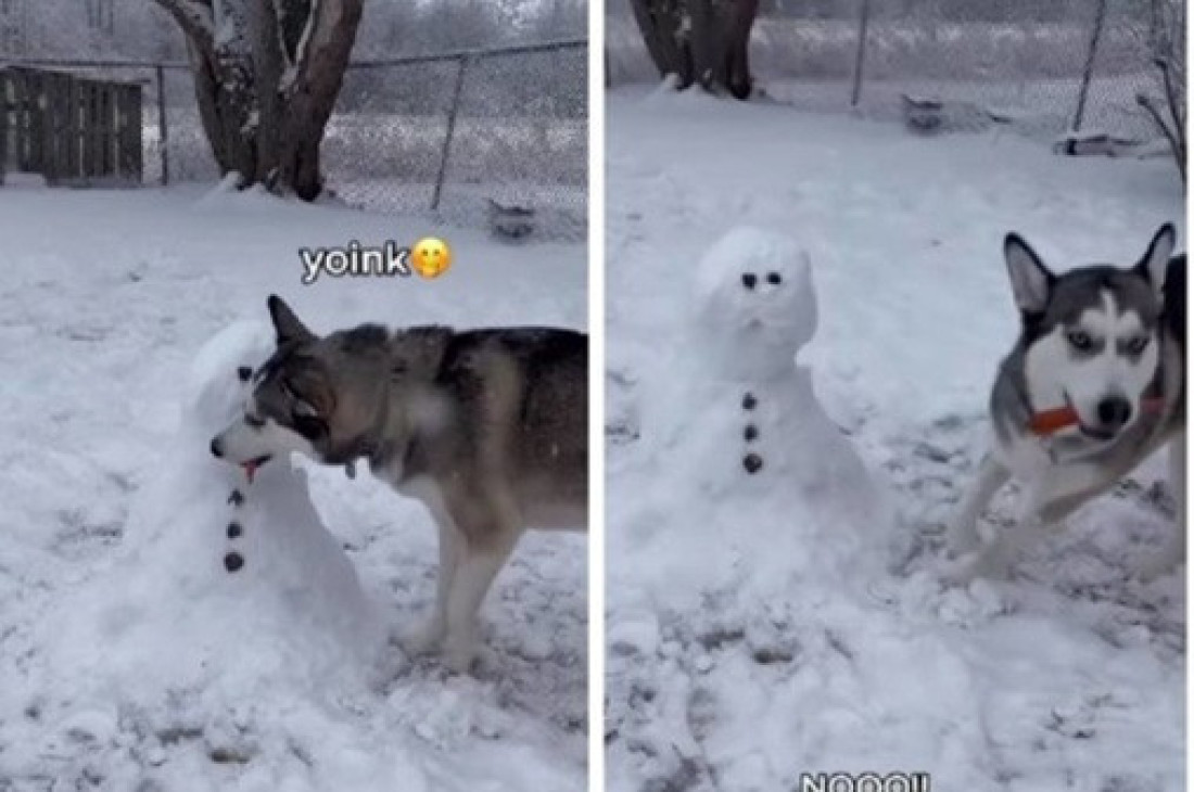 Haski ukrao nos Snešku Beliću