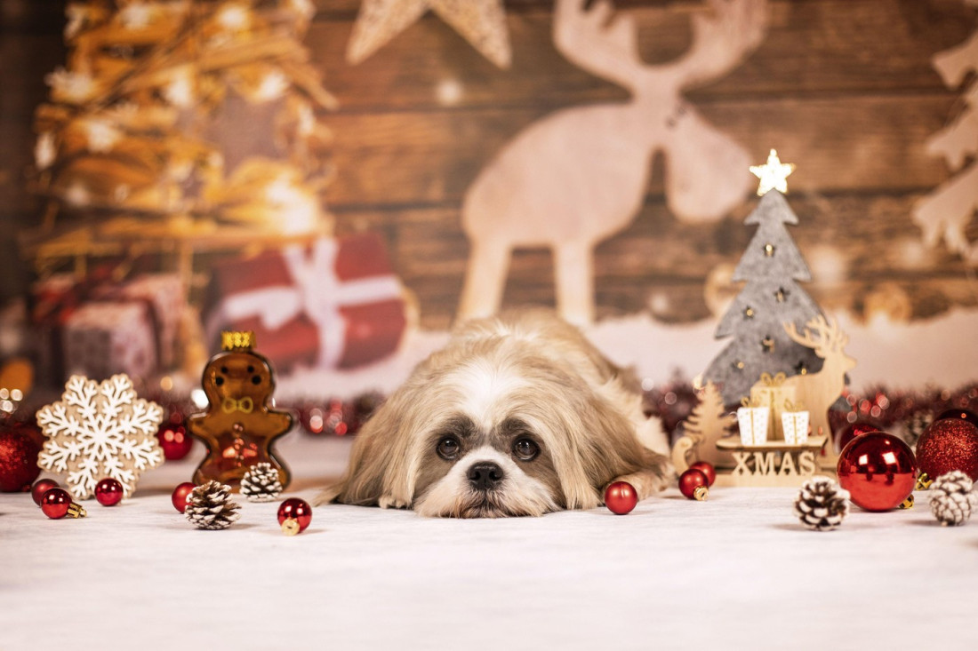 Četiri najplašljivije rase pasa