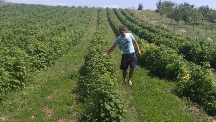 Povećani podsticaji za zasade voćaka i hmelja