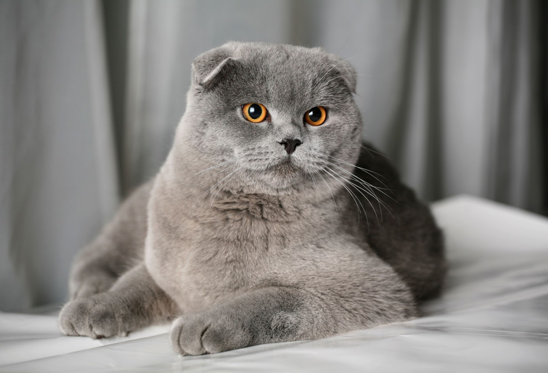 Postoje li prirodne rase mačaka