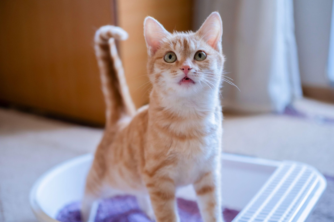 Kako naučiti mače da koristi pesak?