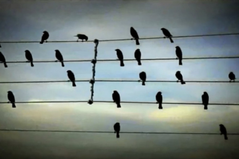 Zemlja razvija sistem za sprečavanje sudara AVIONA SA PTICAMA