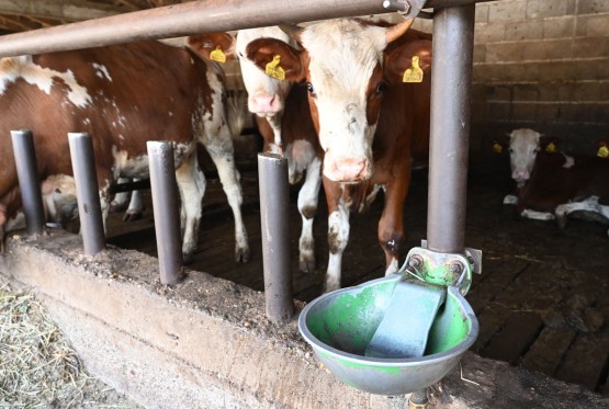 Mljekari iz Republike Srpske nezadovoljni, kriza će potrajati mjesecima