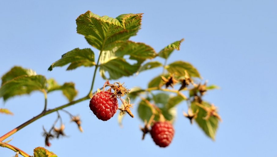 Hoće li i cena biti veća?