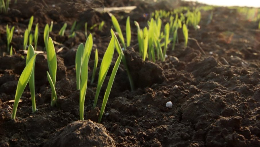 Jedna greška vas može koštati celog prinosa