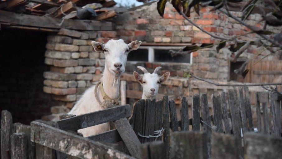 VLASTI NUDE KOZE NA POKLON: Prijava do 10. aprila