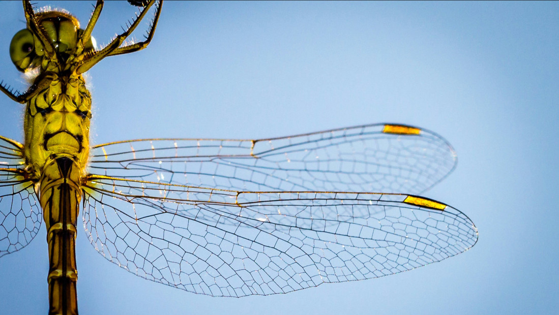 Izložba „Vilinski konjici Srbije“ u Galeriji SANU