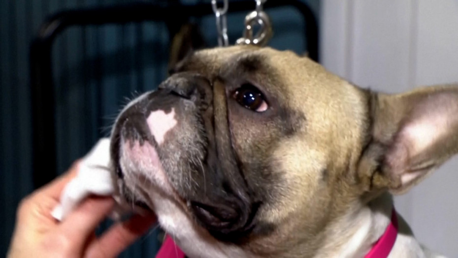 Kako je Kortina d’Ampeco osvojila srca ljubimaca i njihovih vlasnika?