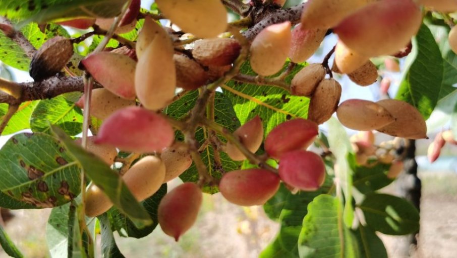 ZNATE LI ŠTA JE „SREĆNI ORAH“? Može da raste i u Srbiji, rađa 100 godina, po kilogramu donosi zaradu od 20 evra