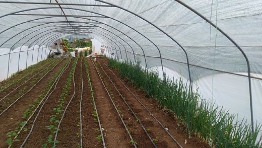 Stručnjak objasnio kako treba gajiti povrće i zašto