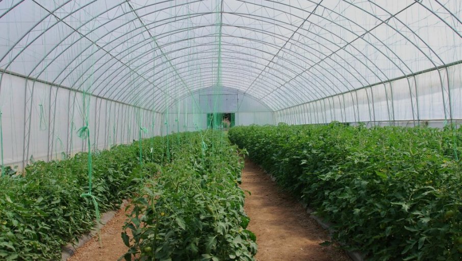 PLASTENIČKA PROIZVODNjA VEOMA ISPLATIVA: Šta je najlakše gajiti na ovaj način