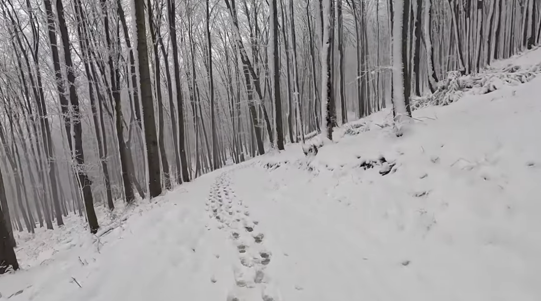 Srna šetala po Kosmaju