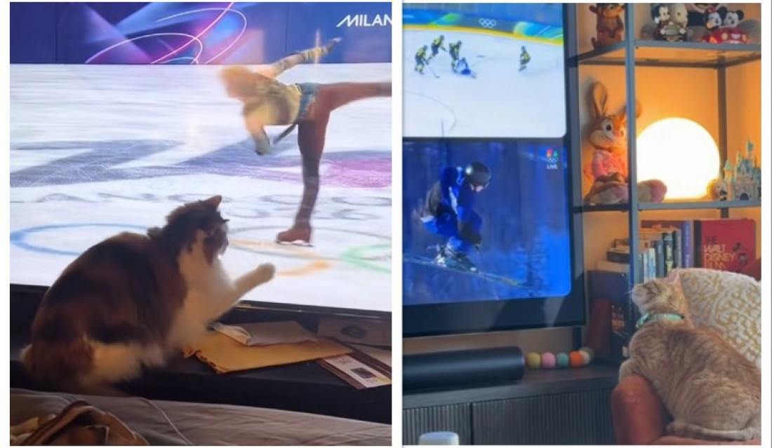 Zašto mačke gledaju sport na TVu