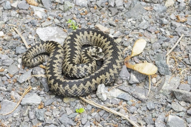 SEZONA POČELA RANIJE! Poznati lovac na zmije kod Vladičinog Hana izvukao ogromnu ZMIJU iz bunara
