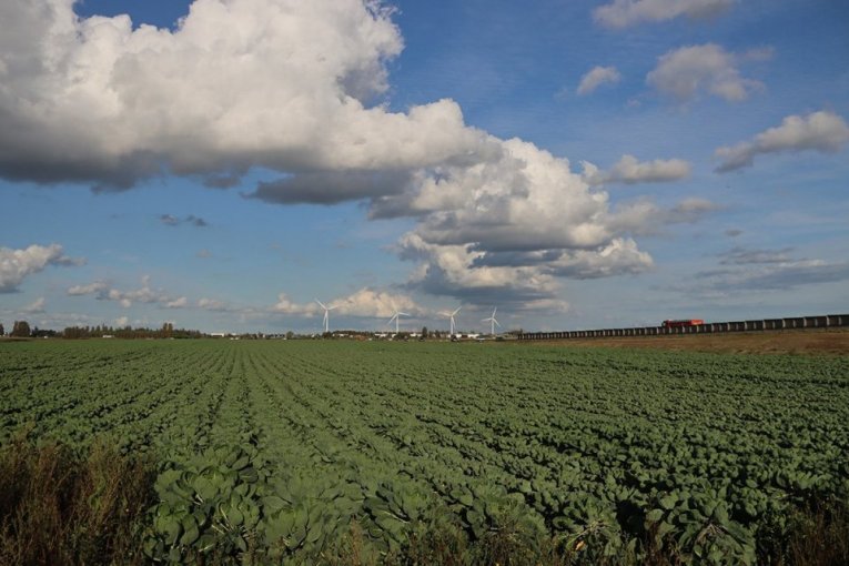 PLOD OVE BILJKE U SRBIJI SE RASPRODA PRE NEGO ŠTO I RODI! Malo je ko gaji, a za njom vlada prava jagma!