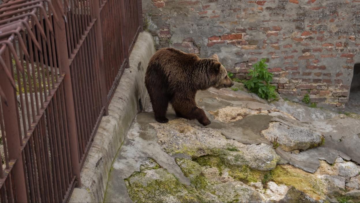 Šok u Beogradskom Zoo vrtu: Medvedice ušle pa izašle iz pećine
