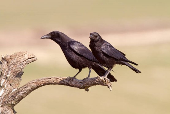 Gavrani napadaju stoku, stočari traže zaštitu