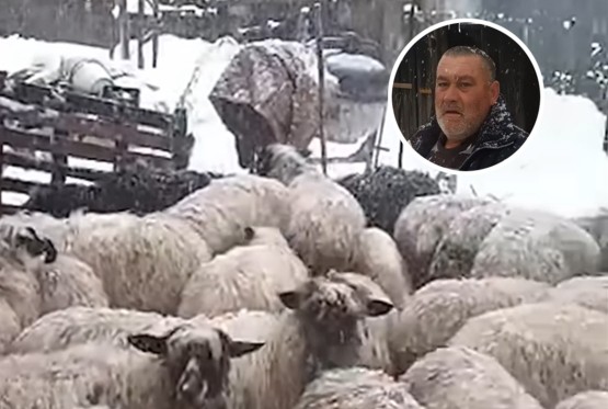 Ostao bez pola stada: Srušila se zgrada i ubila mu ovce (VIDEO)