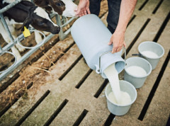 Udruženje proizvođača mleka Šumadije i Pomoravlja prekinulo blokade