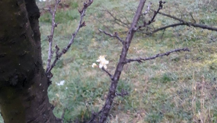 VELIKA BRIGA VOĆARA: Ako se ovo desi