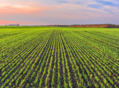 Nema pravdanja podsticaja računima za neke kulture