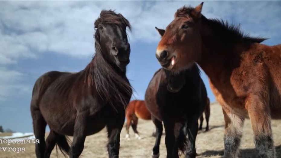 Poludivlji konji atrakcija planine Stolovi
