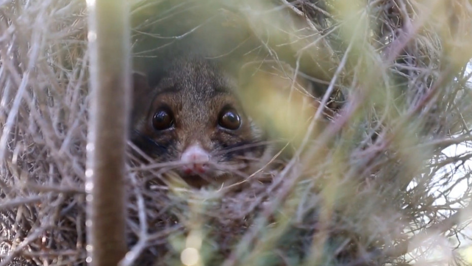 Pronađene nepoznate vrste leteće veverice i oposuma