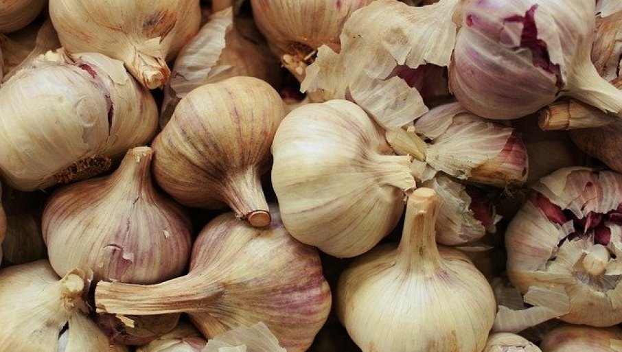 PUN BUĐELAR ZA POVRTARE: Profit od belog luka i do 15.000 evra