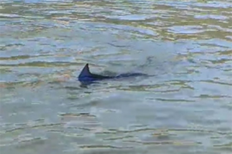 UHVAĆEN MONSTRUM U JADRANU! Ako je pipnete ili je pojedete, može vas odvesti u SMRT!