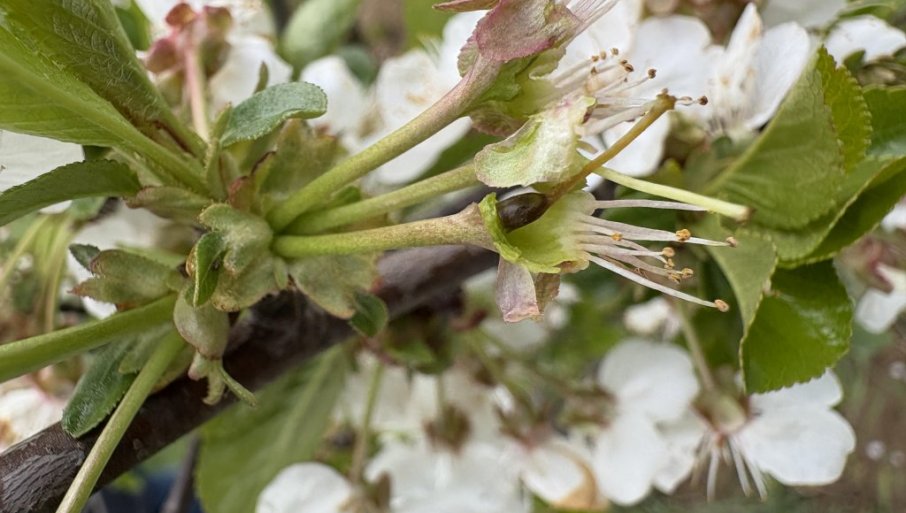 Šta zaista pomaže protiv mraza u voćnjaku?