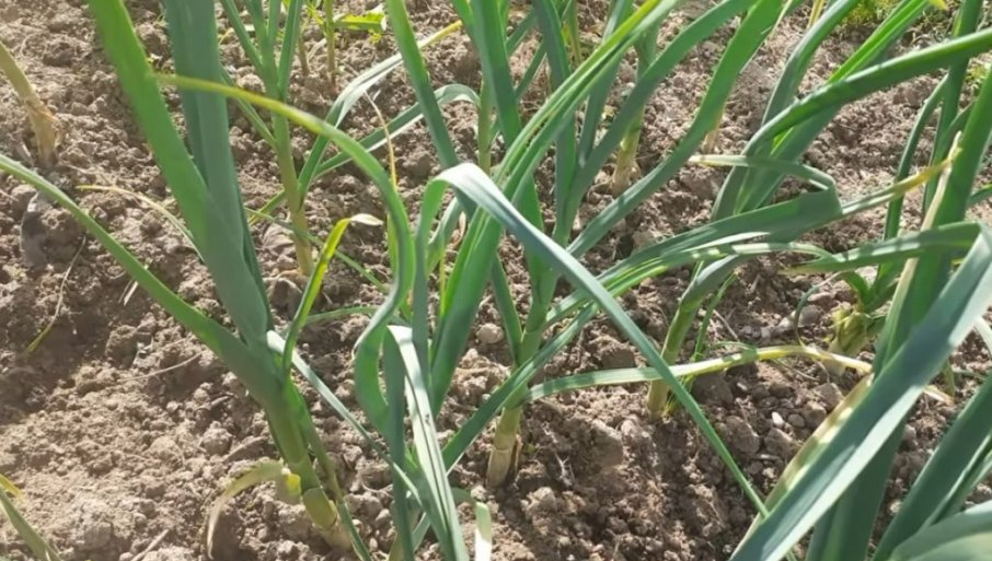 ZARADA DO 25.000 EVRA: Ovo je biljka koju je najlakše prodati, a seje se u proleće