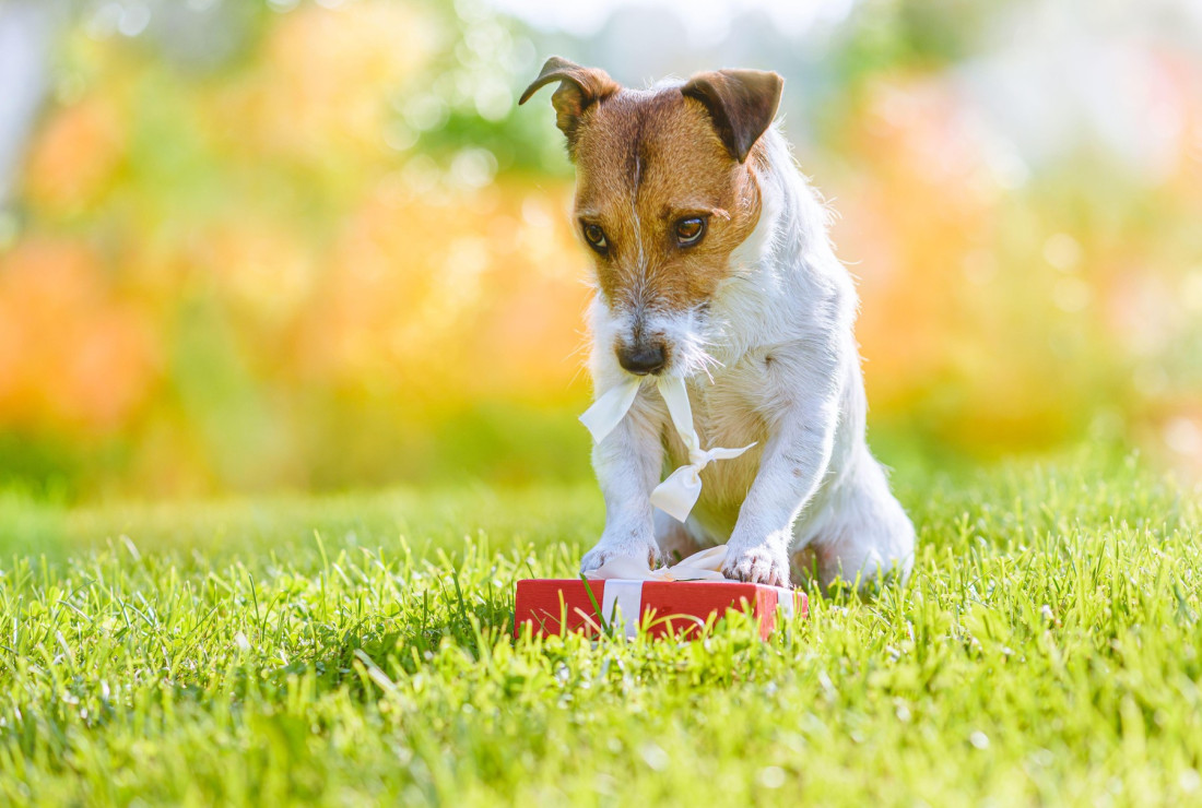 Da li psi osećaju ljubomoru?