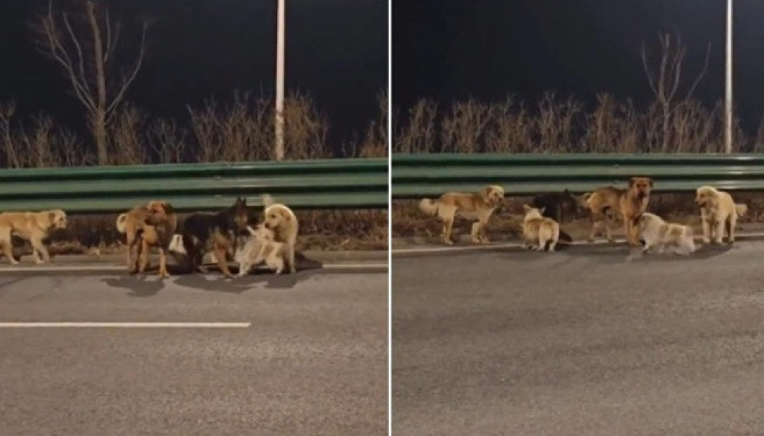 Sedam pasa pobeglo otmičarima