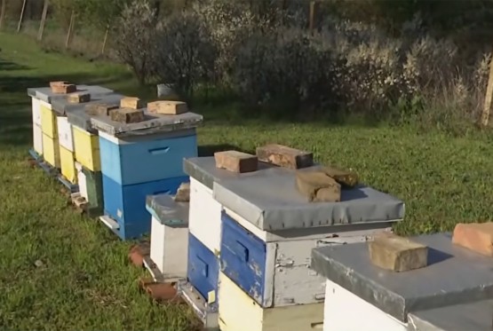 Šta se dešava u Kikindi: Nekada 190 pčelara, danas borba za opstanak (VIDEO)