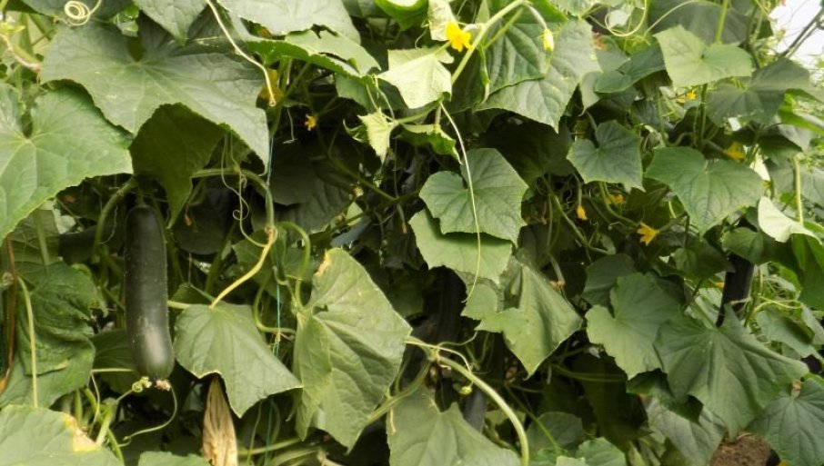 Prirodne metode zaštite krastavaca: Smanjite upotrebu pesticida i imajte zdrav proizvod