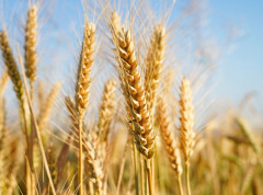 Promet na Produktnoj berzi veći od 77,5 miliona dinara, nastavljen rast potražnje za pšenicom