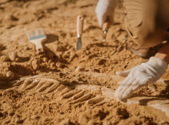 Mozak prvih ptica mogao bi da ponudi uvid u ponašanje dinosaurusa