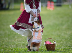 Mozgovi pasa se smanjuju već 5.000 godina