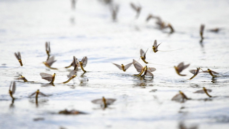 Otkrivena tajna vodenih cvetova