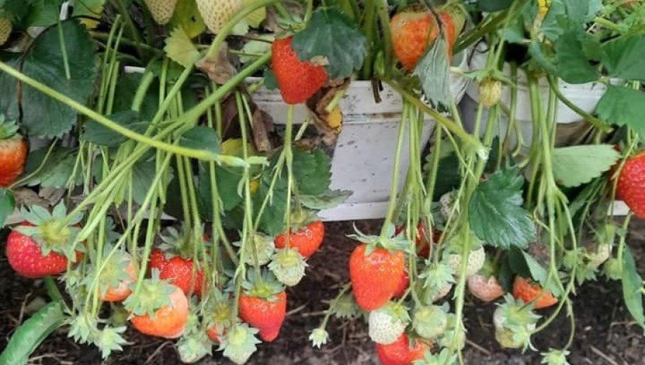 Evo kako da najlakše prepoznate jagode zatrovane pesticidima