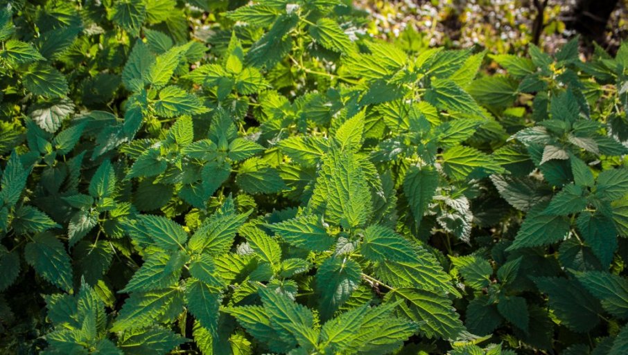 Biljka koju svi gazimo sada donosi ozbiljne pare