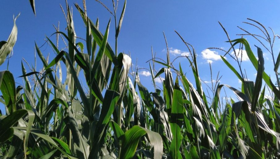 Najopasnije vrste i kako ih suzbiti?