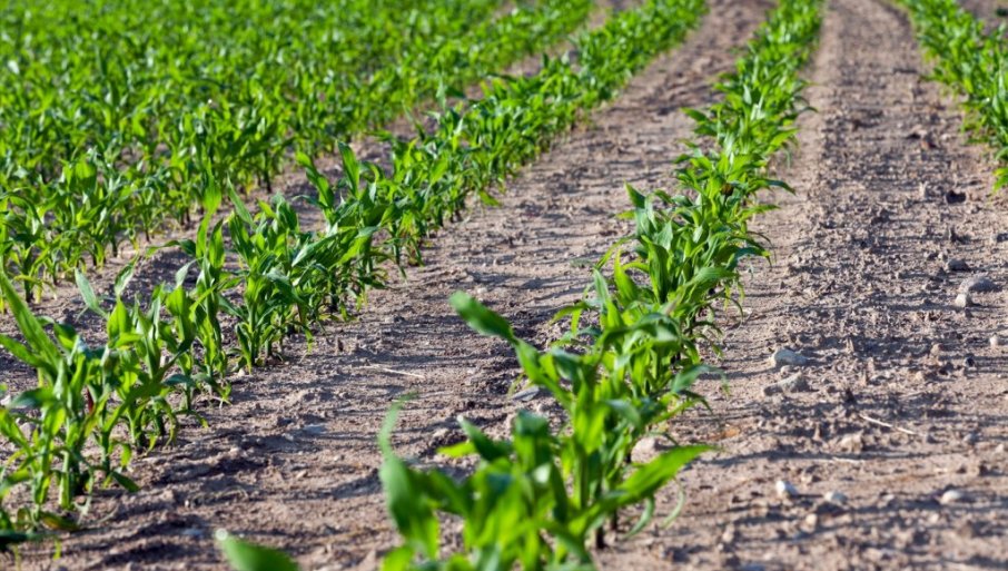 Prvo priprema zemljišta, izbor hibrida i gustina setve