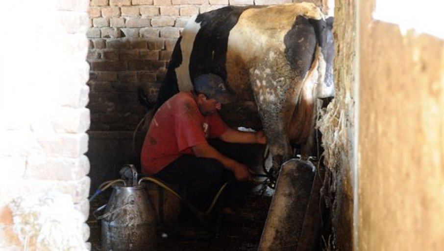 Konkurs Uprave za agrarna plaćanja: Premije za mleko